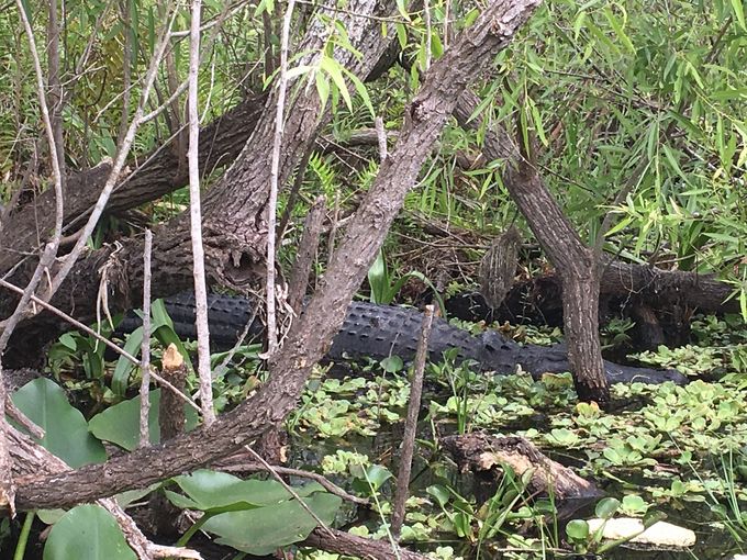 Un alligator à l'affût, bien immobile, dans le parc des Everglades. 