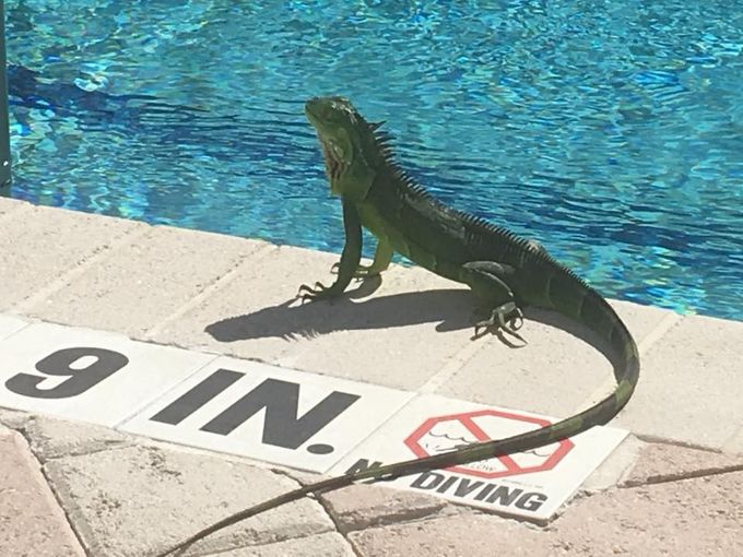 La visite d'un iguane sur le bord de la piscine
